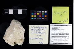 Foto (Objekt + Etikett) von Cycloprosopon sp.  (NHMW-GEO-2017-0089-0001)